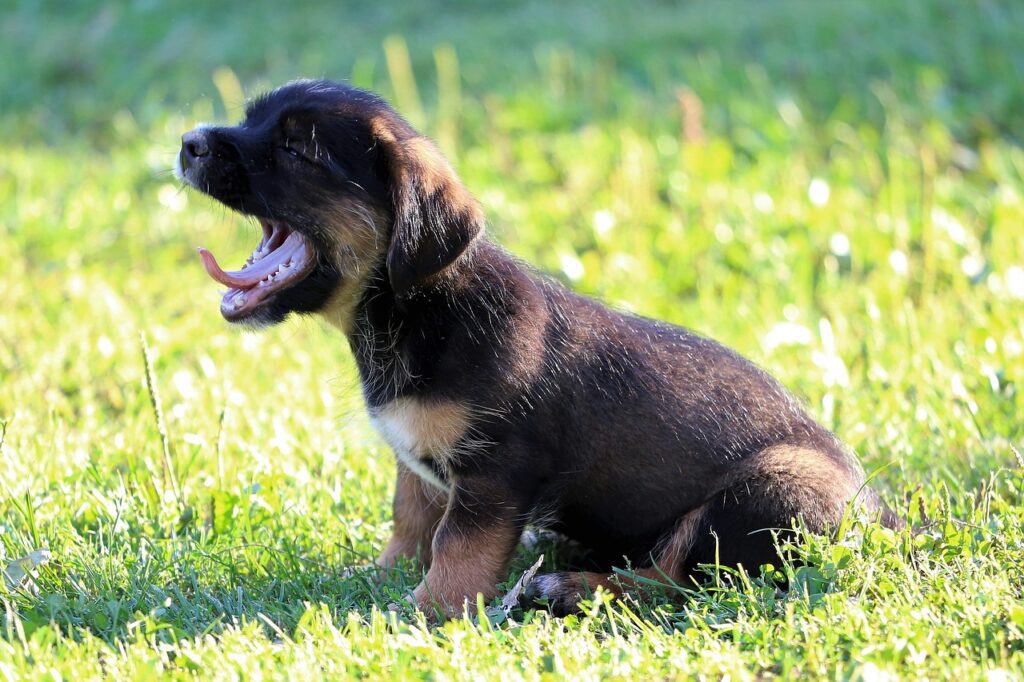 little dog, yawning, puppy-3680129.jpg